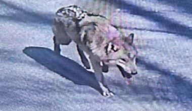 Runaway wolf in South Korea inspires meme coin and presidential concern