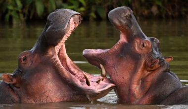Indian Tycoon Offers Refuge to Pablo Escobar’s Condemned Hippos
