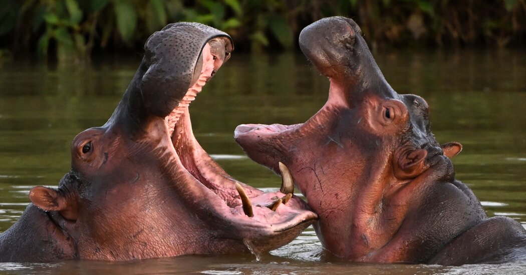 Indian Tycoon Offers Refuge to Pablo Escobar’s Condemned Hippos