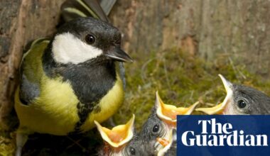 From early birds to emerging butterflies: UK shows signs of earliest spring on record | Spring