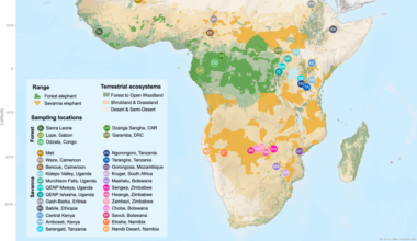 The genomic impact of population connectivity and decline in Africa’s elephants
