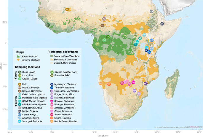 The genomic impact of population connectivity and decline in Africa’s elephants