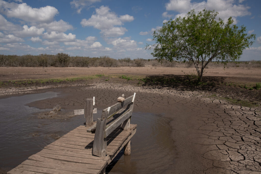 A pond on Bruce Mumme’s land is drying up, leaving his catfish to die. Credit: Dylan Baddour/Inside Climate News