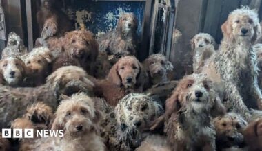 Queen Fashion illustration