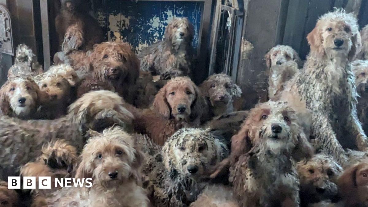 Queen Fashion illustration