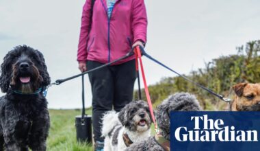 Over-the-counter pet flea treatments could be banned under new UK rules | Pesticides