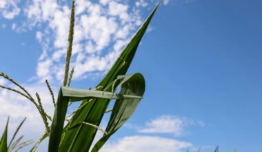 Nationwide Survey: Most Farmers Can’t Afford Fertilizer | News Release