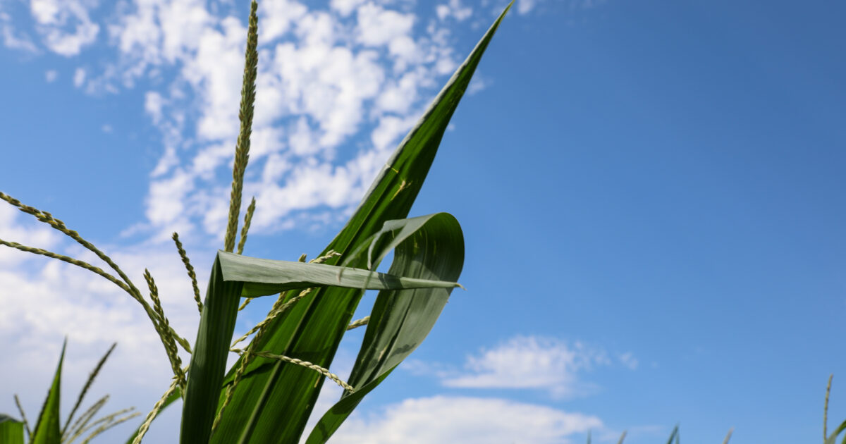 Nationwide Survey: Most Farmers Can’t Afford Fertilizer | News Release