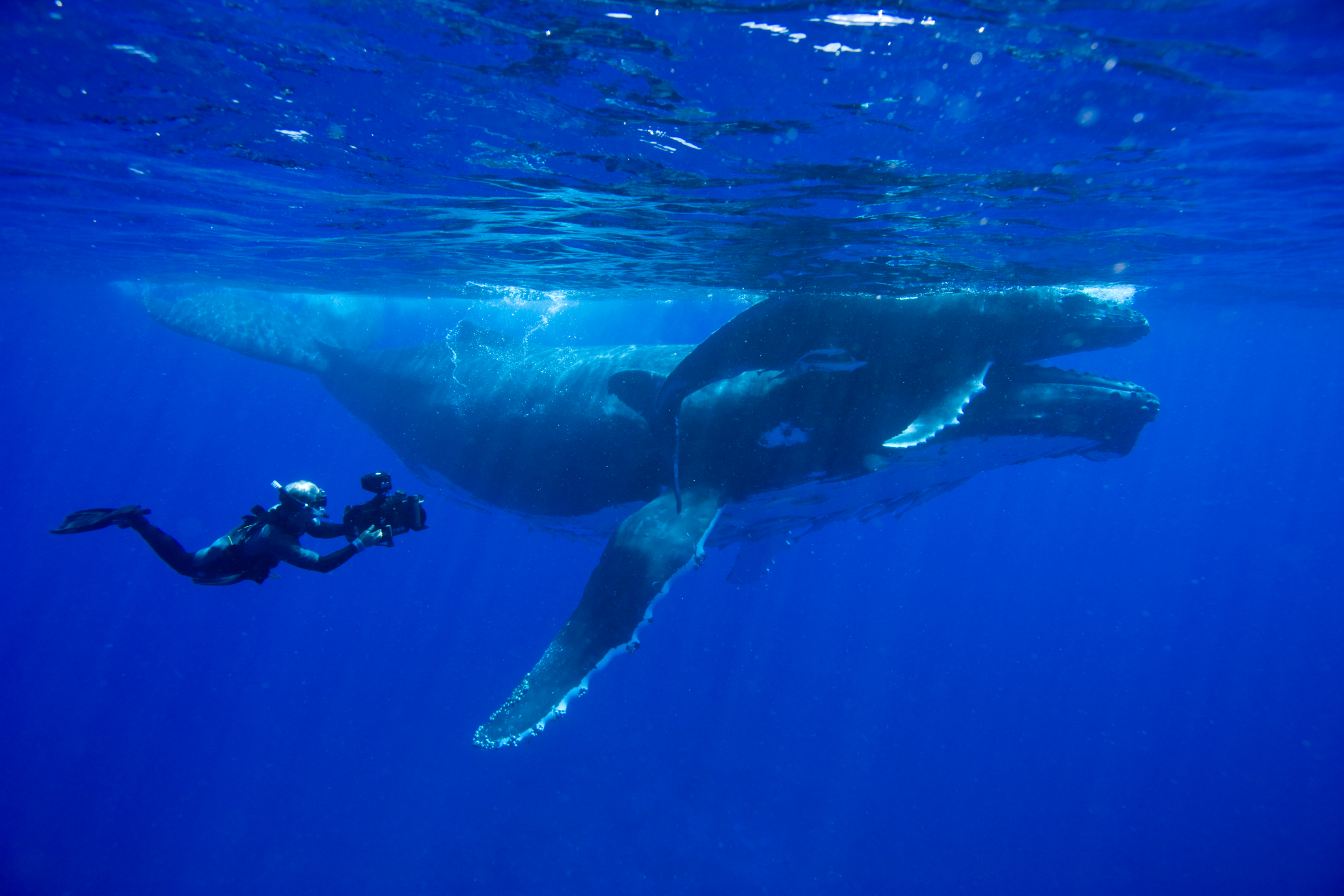 Doug Allan filming a humpback whale mother and calf underwater for Planet Earth.