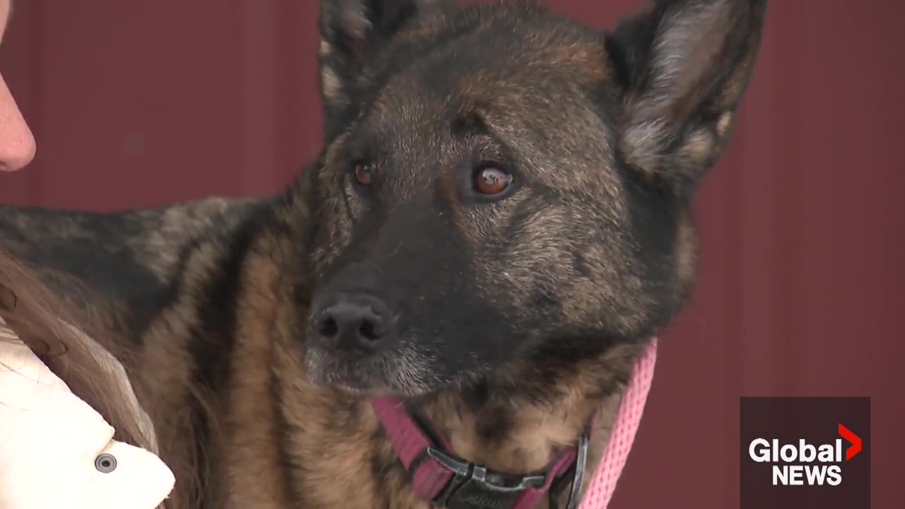 Click to play video: 'Alberta family reunited with missing dog after nearly 3 months'