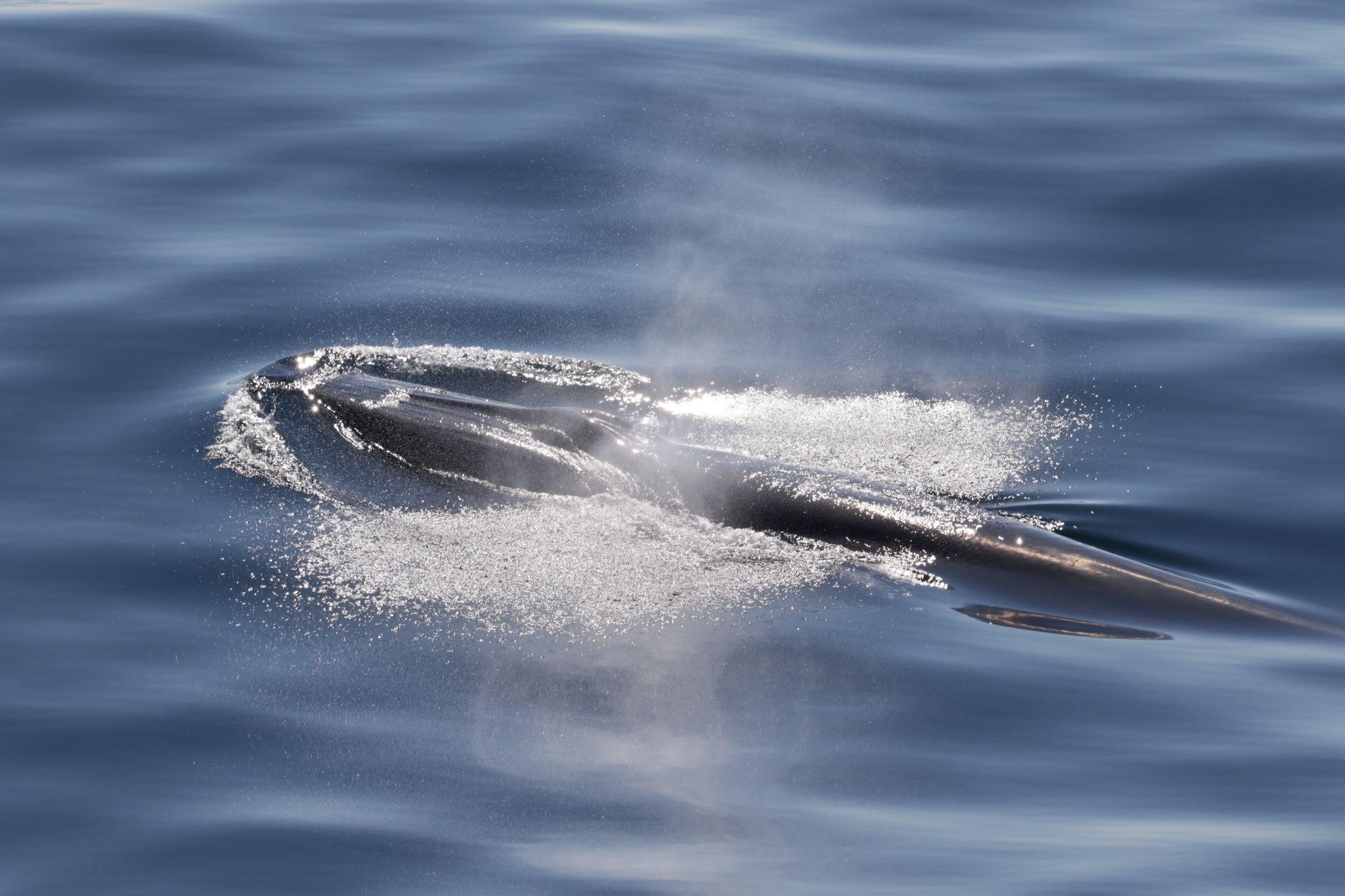 A Rice’s whale takes a breath at the surface.
