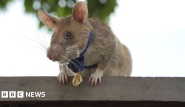 A statue of a giant rat with a black harness and medal dangling from its neck, made from stone, is pictured with trees in the background.
