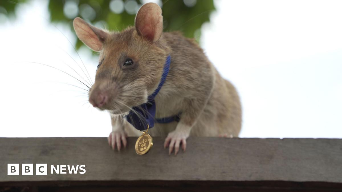 A statue of a giant rat with a black harness and medal dangling from its neck, made from stone, is pictured with trees in the background.