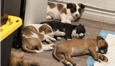 Police find dog breeding operation during drug lab raid in Hamilton, Ont.