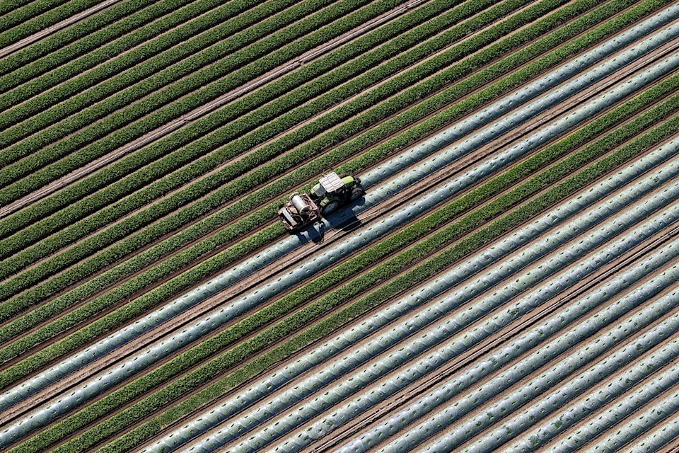 A drone views shows a farmer removing agricultural fleeces as he rides his tractor in his field in Saint-Julien-de-Concelles near Nantes, France, April 7 2025. REUTERS/Stephane Mahe     TPX IMAGES OF THE DAY