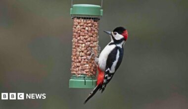 European greenfinch (Chloris chloris / Carduelis chloris) eating seed at garden bird feeder
