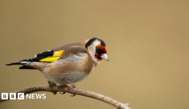 A goldfinch is perched on a small twig, it has a soft brown coloured chest with striking bright yellow and black wings. The bird has a bright red face with a streak of black at the top of its head, and a small pinkish-white beak.