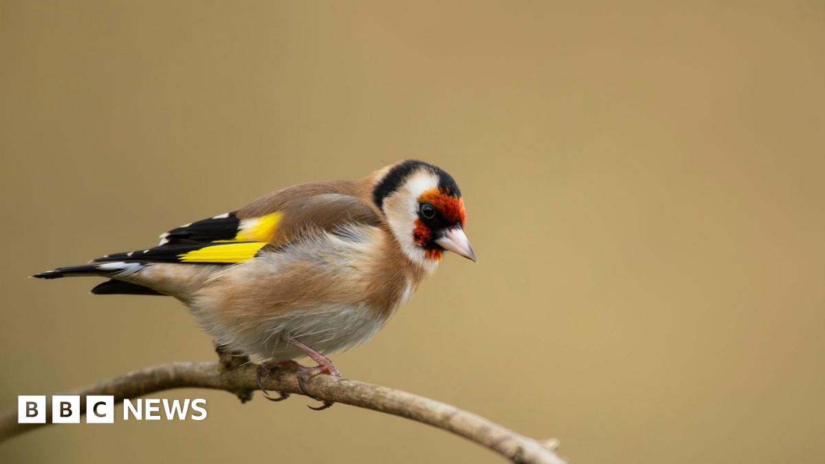 A goldfinch is perched on a small twig, it has a soft brown coloured chest with striking bright yellow and black wings. The bird has a bright red face with a streak of black at the top of its head, and a small pinkish-white beak.