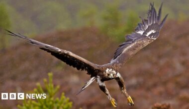A golden eagle flies over Scottish moorland in the rain