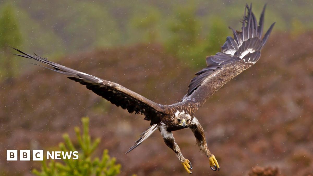 A golden eagle flies over Scottish moorland in the rain