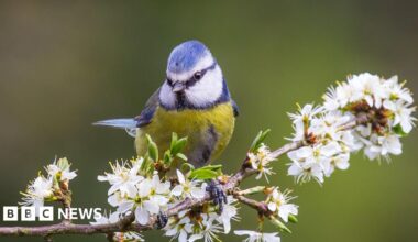A blue tit perched on a branch of flowers.