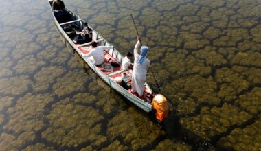 Rains revive Iraq’s wetlands after years of drought | Climate News