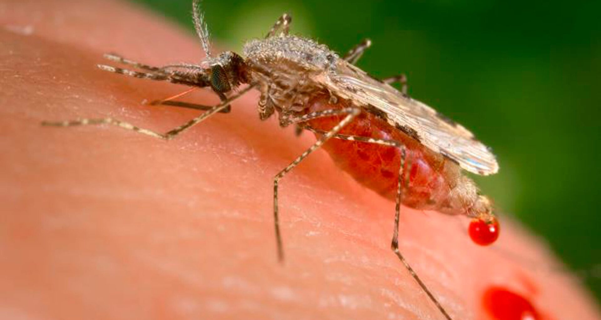 Groundbreaking Israeli study finds malarial parasites hack RNA to deceive immune system
