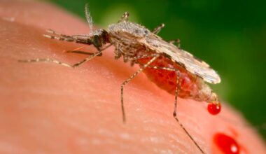 Groundbreaking Israeli study finds malarial parasites hack RNA to deceive immune system