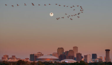 Festival Threat-New Orleans