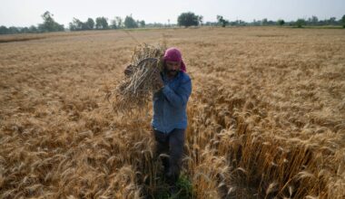 Iran war fertilizer squeeze could spell trouble for next year's grain harvests