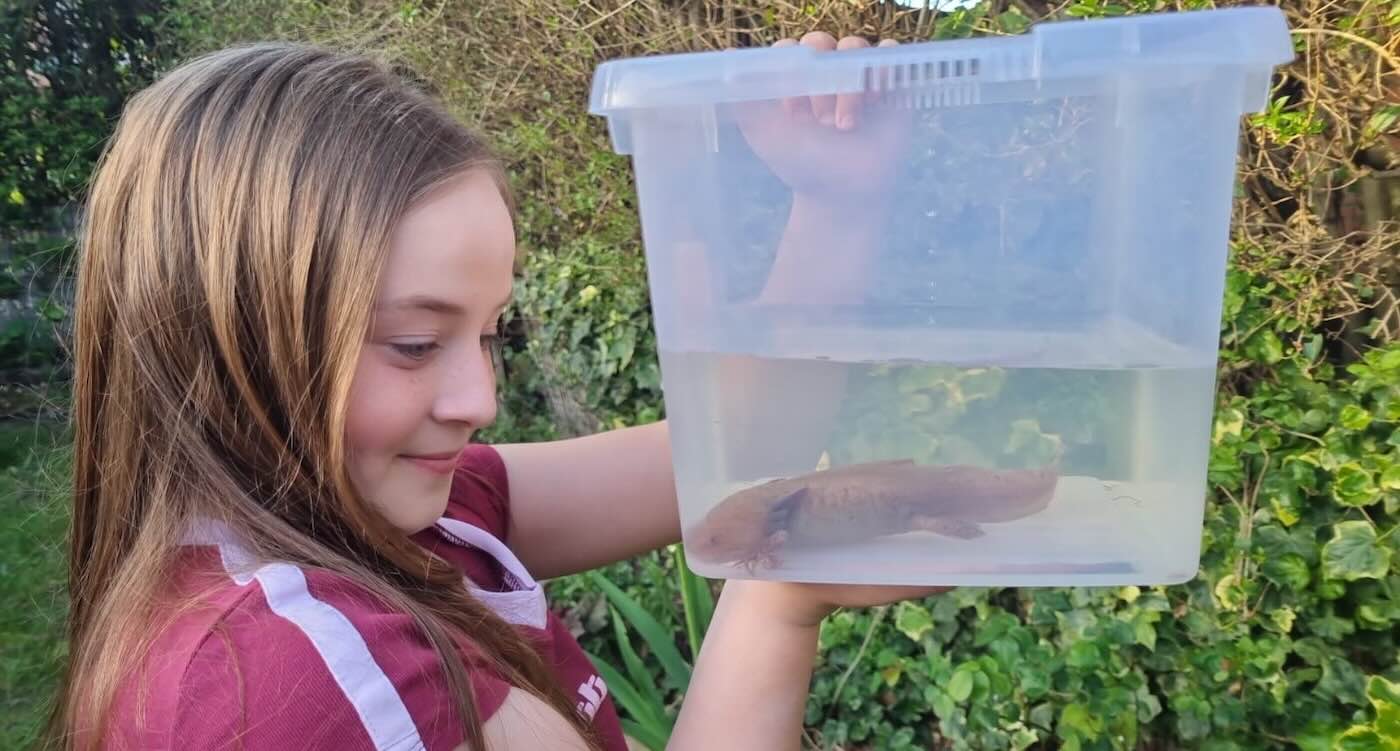 Girl Spots Endangered Axolotl Under a Bridge in Wales and Family Mounts Extraordinary Rescue