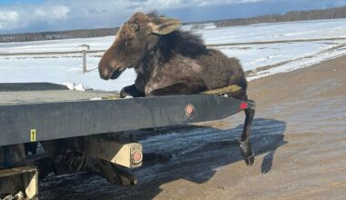 Saskatchewan towing company rescues moose from ice - CTV News