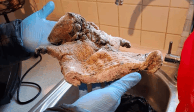 Police seize 11kg of rat and antelope meat in southeast London raid - London Evening Standard