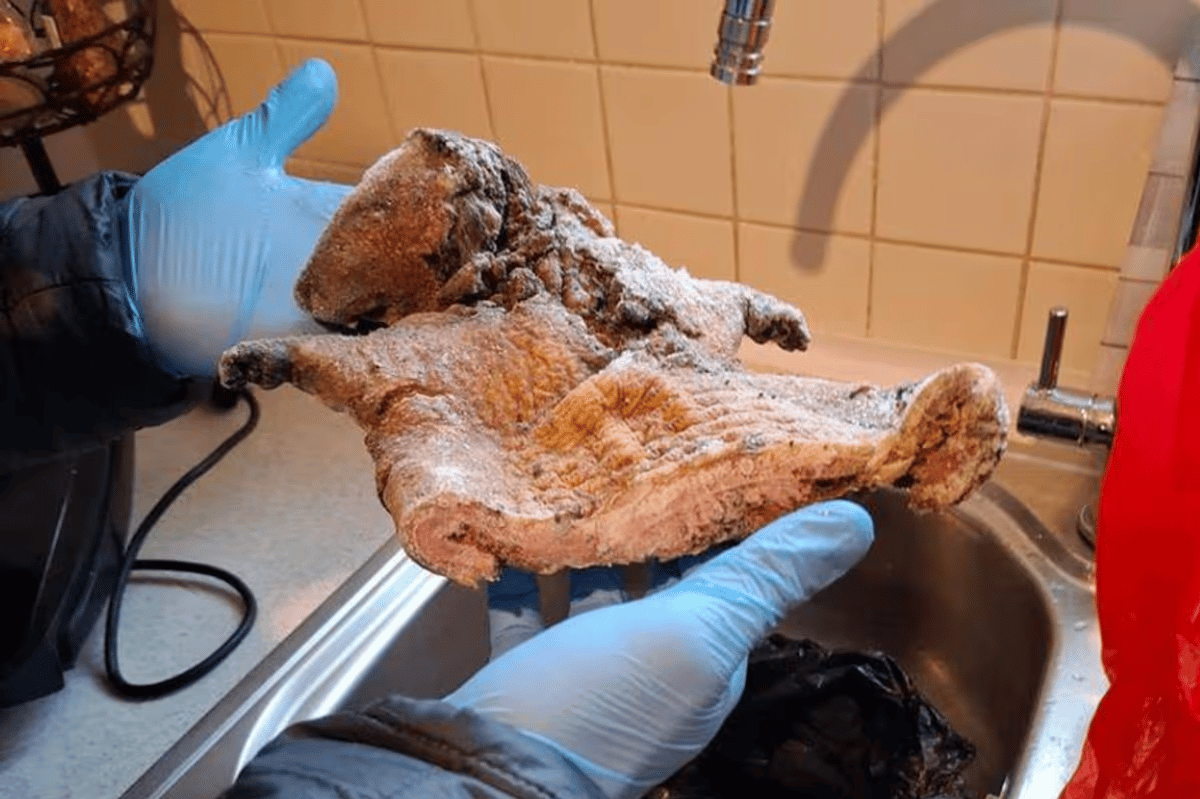 Police seize 11kg of rat and antelope meat in southeast London raid - London Evening Standard