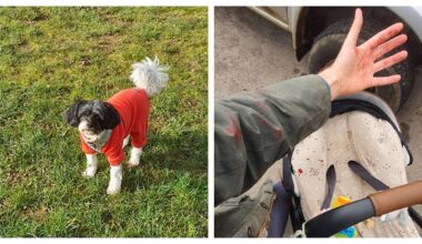 Oxfordshire councillor's warning after dog 'mauled to death' during walk with five-month-old baby