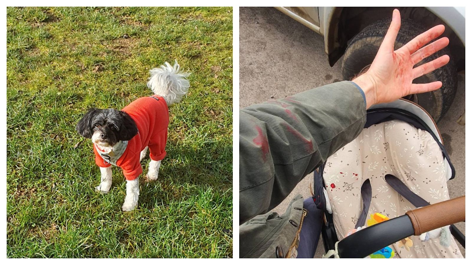 Oxfordshire councillor's warning after dog 'mauled to death' during walk with five-month-old baby