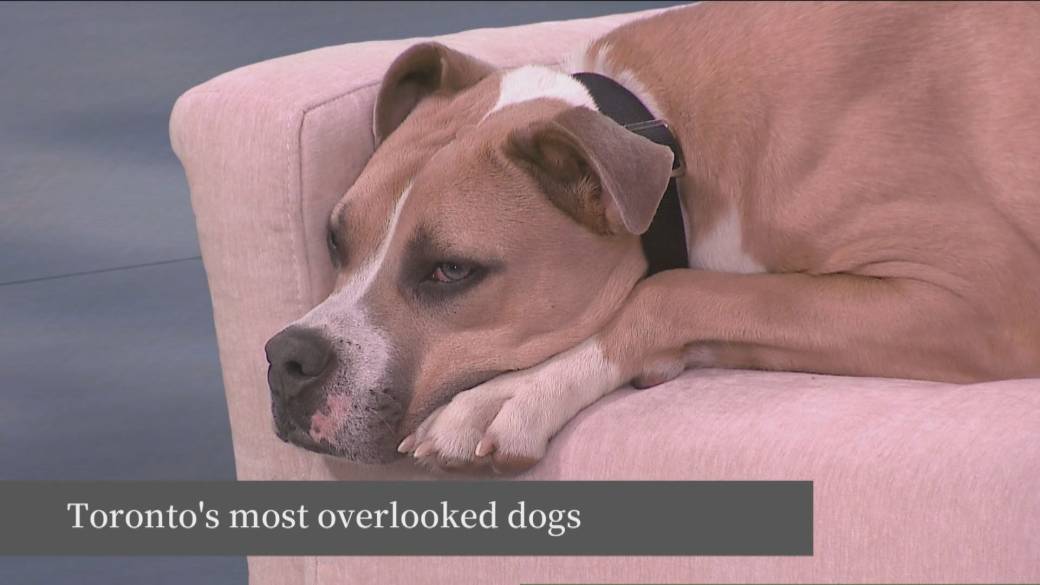 Click to play video: 'Toronto Animal Services highlights overlooked dogs'