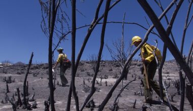 The Trump Administration Is Killing The U.S. Forest Service So It Can Also Kill U.S. Forests