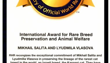 The Blogs: Kanaani: The Legendary Cat of Israel Returns | Mikhail Salita