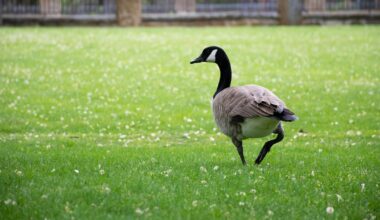 Winnipeg teen facing charges after Canada geese killed: police - CTV News
