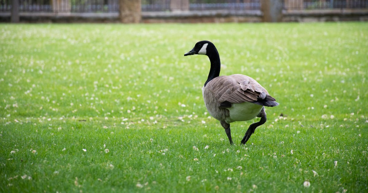 Winnipeg teen facing charges after Canada geese killed: police - CTV News
