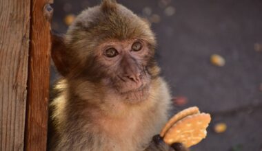 Macaque monkey in Gibraltar eating a biscuit