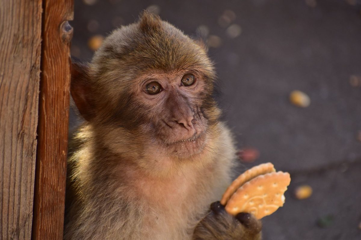 Macaque monkey in Gibraltar eating a biscuit