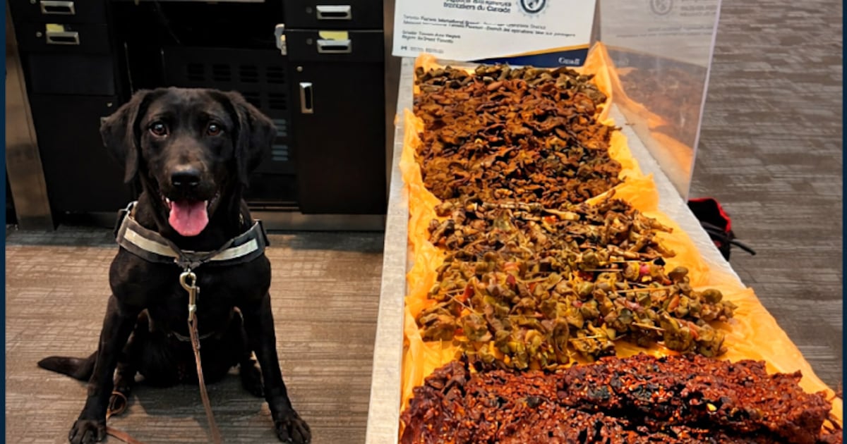 CBSA dog sniffs out 40+kg of undeclared meat