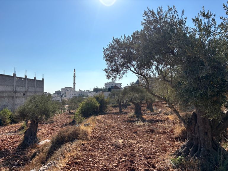 olive trees with buildings in the background