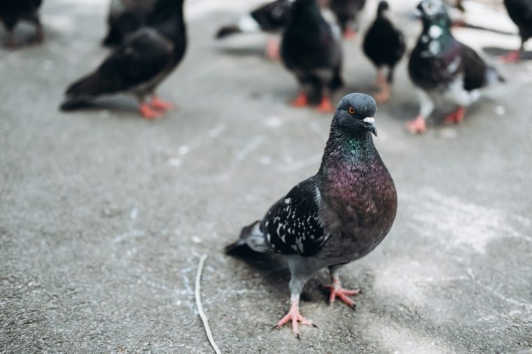 Close up of wild city pigeons in sunny day on asphalt.
