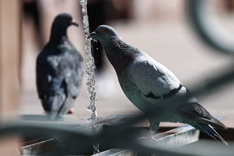 A pigeon drinks at a public fountain during a heatwave, in Mulhouse, eastern France, on August 22, 2023. (Photo by SEBASTIEN BOZON / AFP) (Photo by SEBASTIEN BOZON/AFP via Getty Images)