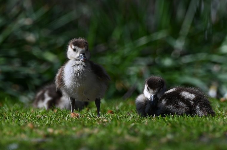 LONDON, UNITED KINGDOM - APRIL 02: A view of ducklings at St. James Park in London, United Kingdom on April 02, 2026. (Photo by Rasid Necati Aslim/Anadolu via Getty Images)