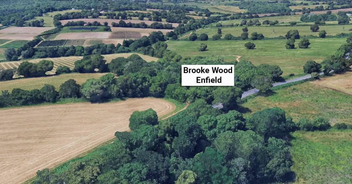 Human skull hanging from London tree found after four years | News UK