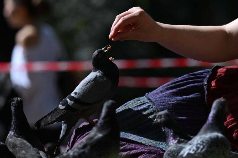 LONDON, UNITED KINGDOM - APRIL 18: A woman feeds birds under a tree at a park during warm weather in London, United Kingdom on April 18, 2026. (Photo by Rasid Necati Aslim/Anadolu via Getty Images)
